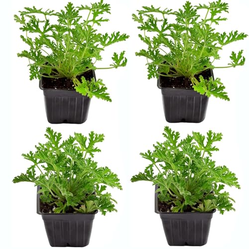 Lote de 4 Geranios Antimosquitos Plantas Naturales DECOALIVE Plantas Aromáticas