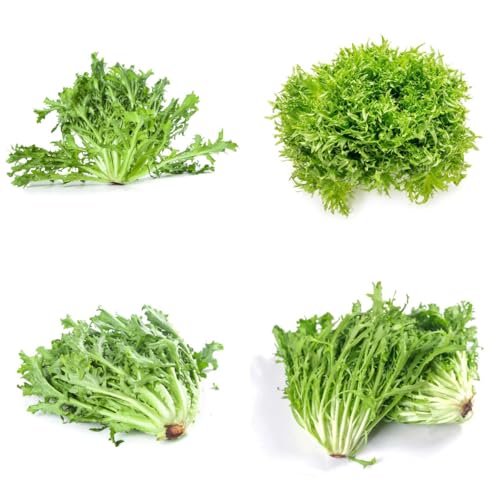 comprare indivie semi di per da appartamento balcone semi di indivia Aiule rialzate per il giardino resistenti in vaso da giardino perenni resistenti verdi 200semi