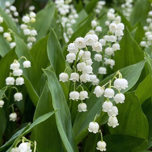 Piante Vere da Esterno - 10 Radici di Convallaria Majalis - Mughetto Bianca - Perenni - Piante e Fiori Esclusivi dall'Olanda - per giardino e vaso (bulbi grandi, non semi e non artificiali)