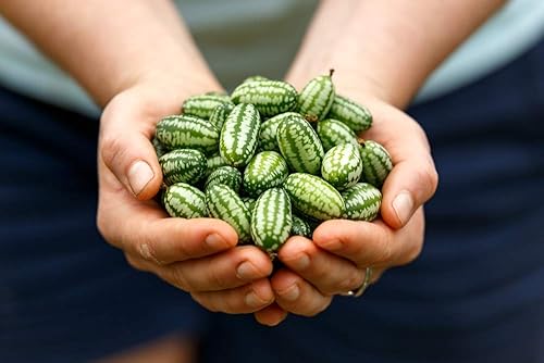 Miniatura 2 de Semillas de melón de ratón | 20 semillas | Cultiva esta fruta de jardín exótica y rara | Semillas de cucamelón, fruta pequeña para cultivar