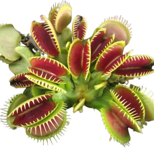 Be-Creative 20x Giant Venus Fly Trap Seeds, Dionaea Muscipula Carnivorous Plant Seeds - Giant Flytrap viable Plant Seeds - Easy to Grow in Pots