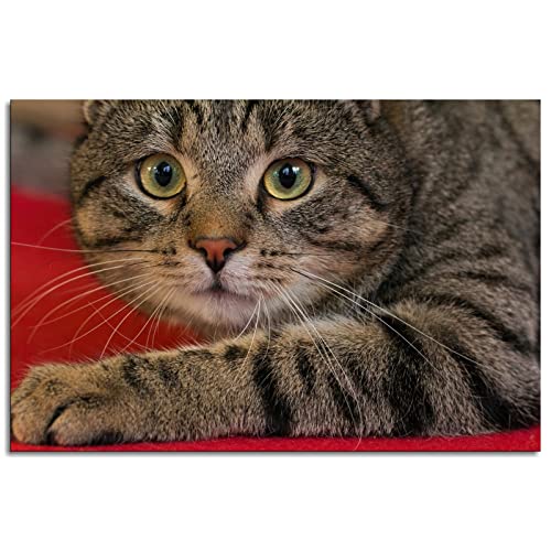 66 ~[g 67 ~[gsXgOLbgԃI[goCi DR200 42A SP200 DF200 DR200SE DR200S RV200 VanVan DR SP DF RV 200 SE S(Piston kit 67mm)