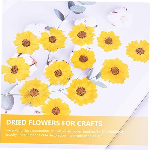 Flores Prensadas OSALADI 24Pcs para Manualidades miniatura 7