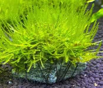 ウィローモス　ウイローモス60g 無農薬 Amazon.co.jp: 南米ウィローモス（水中葉）（無農薬）（1カップ