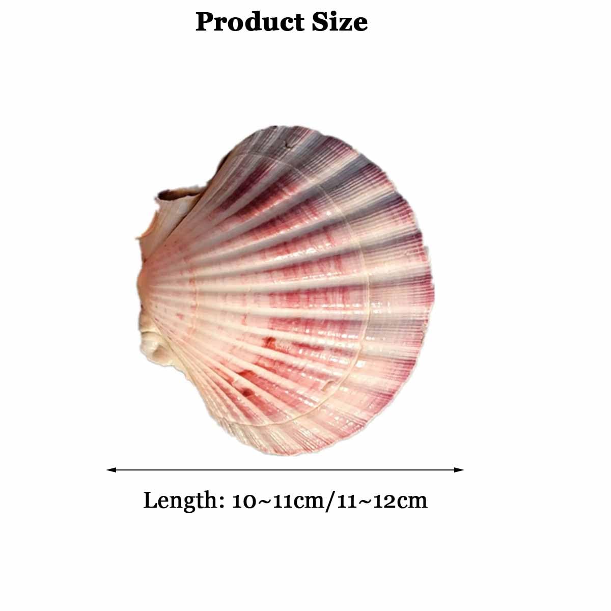 Conchas., Grandes Conchas de mar Naturales for Adornos decoración del Suelo hogar Acuario Paisaje(10~11CM)