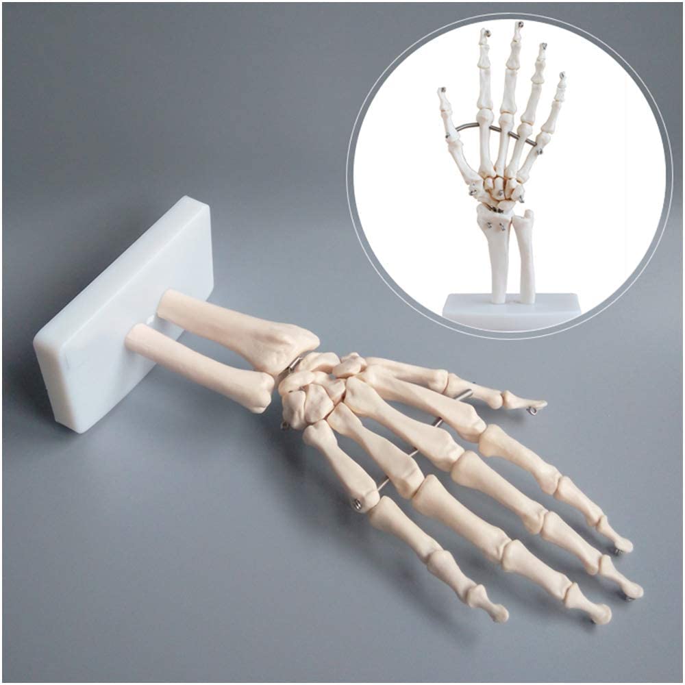 Model 2 Sztuk I Kostki, Model Medyczny-Anatomiczny Szkielet B1, Materiał PVC Wielkości Wielkości, Szkielet Ludzki