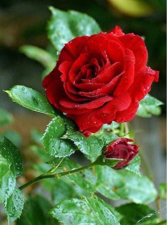 Grafted special Hybrid Thai Red Rose Plant, Pack Of 2 Helthy Plant, Packing Quality High Secure, (B0CKNH6HDP) Amazon Price History, Amazon Price Tracker