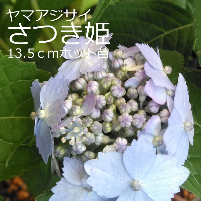 m*******出品❗ヤマアジサイ苗3苗お届け！ Amazon | ヤマアジサイ 苗 さつき姫 （ さつきひめ ） 山野草