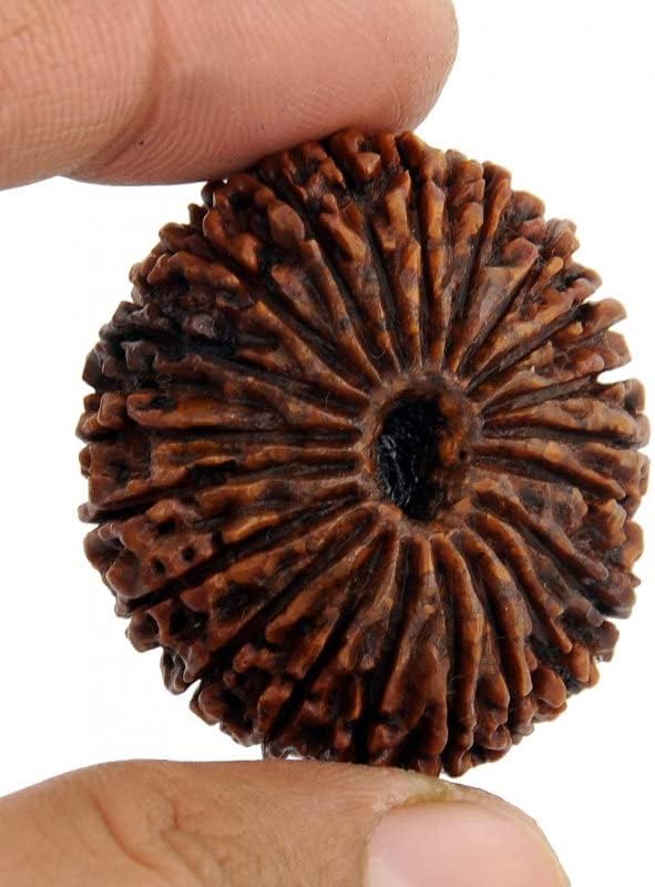 21 Mukhi Nepal Rudraksha ?????? ???? 21 ???? ????????? ????? ??? Blessed By Lord Shiva God With Certification ??????? ?????? ???? ????????? 27.20mm Pendant Rudraksha Natural Twenty One Face Pure Ikkis Mukhi Rudraksha High Rated Genuine Brown 21 ???? ????????? Asli Ekkis Mukhi Rudraksha Original Certified For Pooja & Wearing By Feel Touch Mart