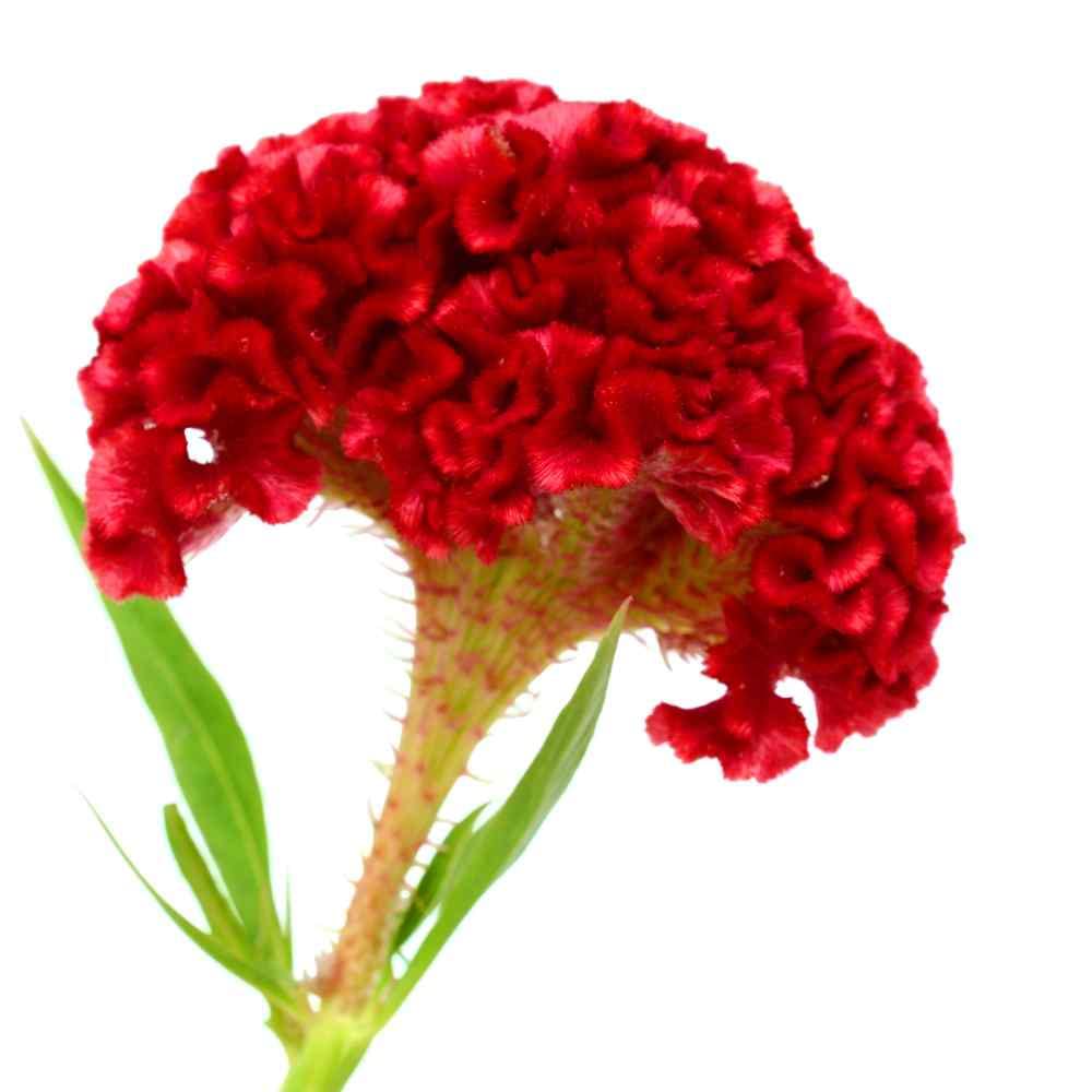 Celosia Cresta di Gallo - 600 semi - Celosia argentea cristata - Garden Celosia Cresta di Gallo - 600 semi - Celosia argentea cristata - Garden