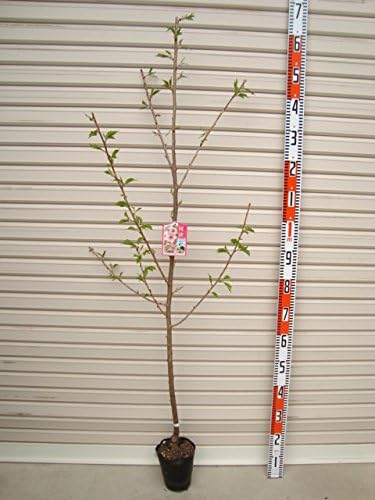 Amazon 河津桜 １年生苗 ２０２１年度産 カワヅザクラ 花木苗 ２０２１年度産 木 桜 さくら ガーデンストーリーの果樹苗木 果物