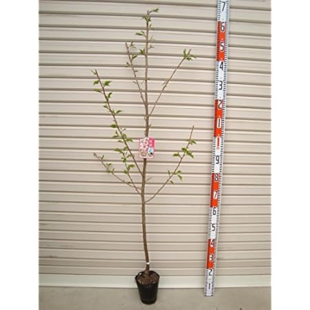 Amazon 河津桜 １年生苗 ２０２１年度産 カワヅザクラ 花木苗 ２０２１年度産 木 桜 さくら ガーデンストーリーの果樹苗木 花