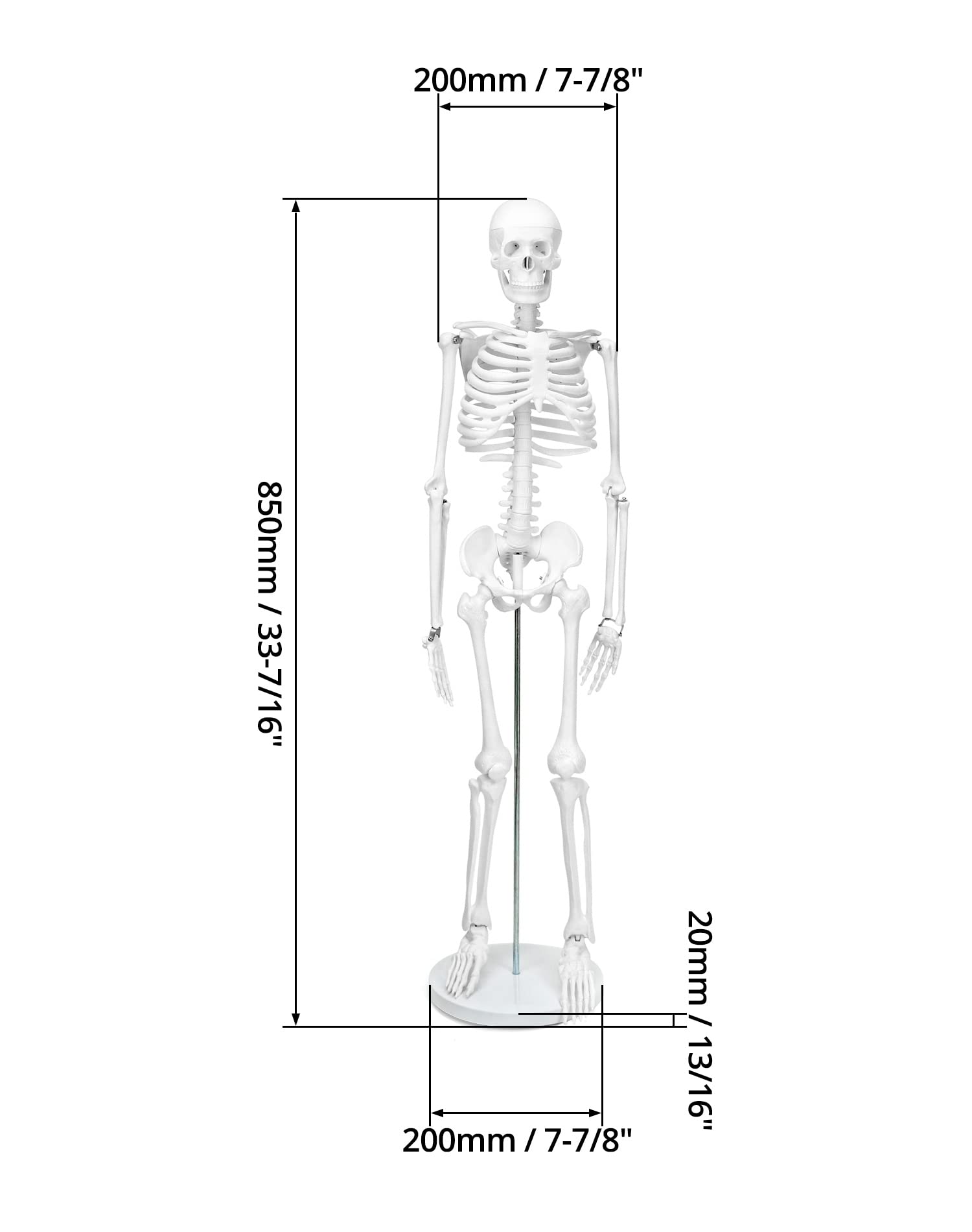 QWORK® Modello Anatomico Scheletro Umano, 85 cm, Flessibile, Per Strumento di Visualizzazione dell'Insegnamento