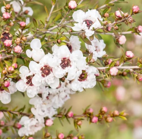 Aceite Esencial de Manuka Orgánico Puro 5 mL miniatura 4