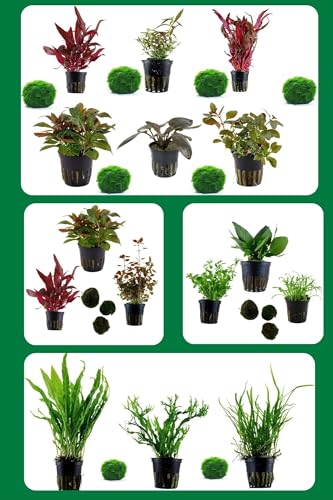 Sahawa Aquarienpflanzen-Set, 3 schöne Topfpflanzen, Alternanthera, Echinodorus, Ludwigia inklusive 3 Mooskugeln, in 5 cm Töpfe, Wasserpflanzen für das Aquarium (Nr. 12 3 Pflanzen) Sahawa Aquarienpflanzen-Set, 3 schöne Topfpflanzen, Alternanthera, Echinodorus, Ludwigia inklusive 3 Mooskugeln, in 5 cm Töpfe, Wasserpflanzen für das Aquarium (Nr. 12 3 Pflanzen)