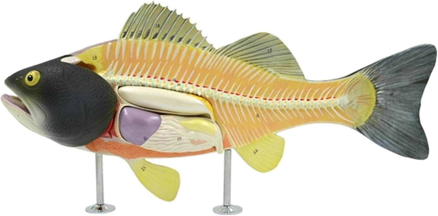 Barschfisch-Anatomiemodell, Fischskelettorganmodell, abnehmbare innere Organe mit nummerierten Strukturen, for Biologie, Wissenschaft, Klassenzimmer, Studium, Veterinärlehre.