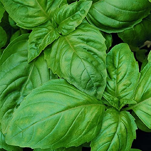 Basil, Italian Large Leaf, Heirloom, 50 Seeds, Great Fresh/Dried Herb