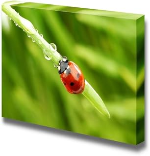 Canvas Prints Wall Art - Ladybug on Grass and Water Drops | Modern Wall Decor/Home Art Stretched Gallery Canvas Wraps Giclee Print & Ready to Hang - 12" x 18"