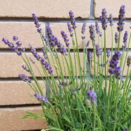 Amazon Co Jp 宿根草 ハーブ イングリッシュ ラベンダー ほのか 1株 よく咲く四季咲き性の高いラベンダー イングリッシュガーデン 宿根草 寄せ植え 地植え 鉢植え Diy 工具 ガーデン Amazon Co Jp 宿根草 ハーブ イングリッシュ ラベンダー ほのか 1株 よく咲く四季咲き性の高いラベンダー イングリッシュガーデン 宿根草 寄せ植え 地植え 鉢植え Diy 工具 ガーデン