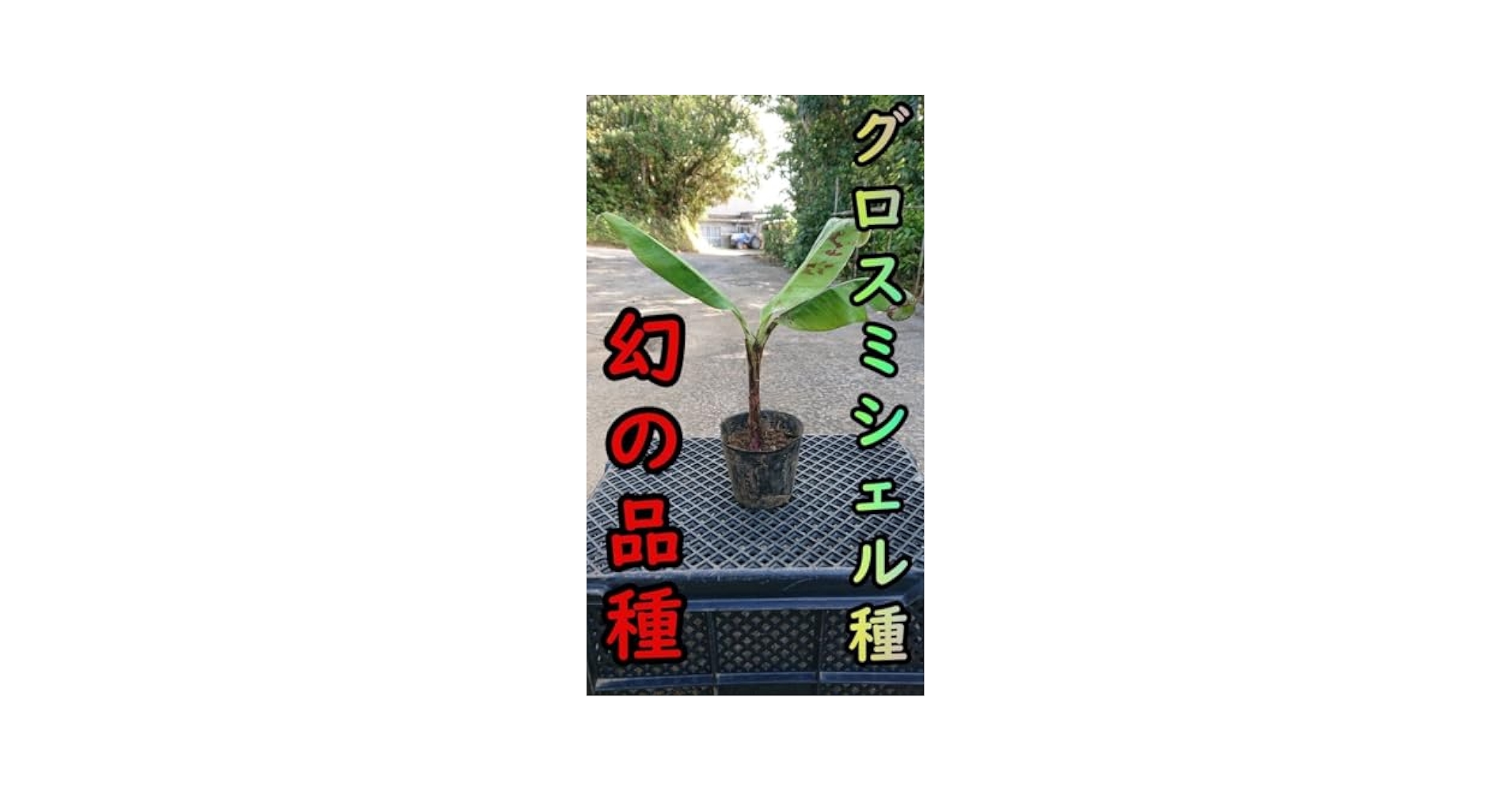 【バナナの苗】幻の品種！グロスミシェルの苗2本（中幹80cm前後）【家庭菜園】 楽天市場】2025年6月入荷 バナナ 苗 グロスミッシェル幻しの