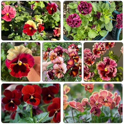 violeta cornuda - Viola cornuta arbusto de mariposas de primavera semillas balcón invernadero semillas exóticas en silvestres balcón 550pcs