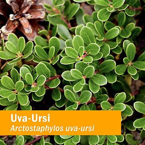 Miniatura 5 de Herb Pharm Uva Ursi Liquid Extra Count para soporte del sistema urinario, 1 fl oz