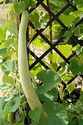 Snake Gourd Seeds - Lagenaria siceraria - 24 Seeds