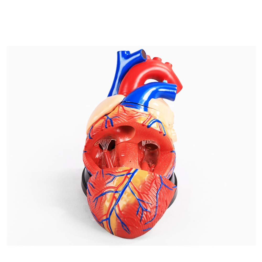 Modello anatomico Cardiaco - Modello educativo Modello di Cuore Umano - Struttura Anatomica Modello Medico - per studi Studio Classe Attrezzature scientifiche