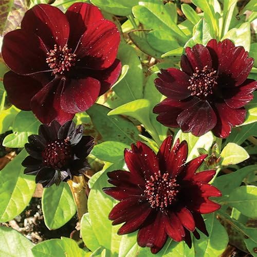 Cosmos Atrosanguineus Seeds (Exotic Flower Seeds)