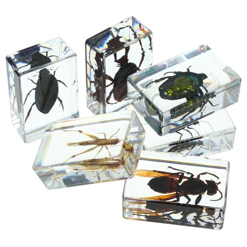 Collection pédagogique scientifique d'insectes Healvian, cadeau idéal pour passionnés