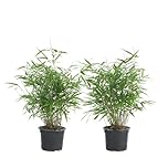 Bloomique - Lot de 2 - Fargesia Rufa - Bambou - Non traçant - Rustique - Persistant - Plantes de jardin - Hauteur 40-60 cm - Pot 17 cm