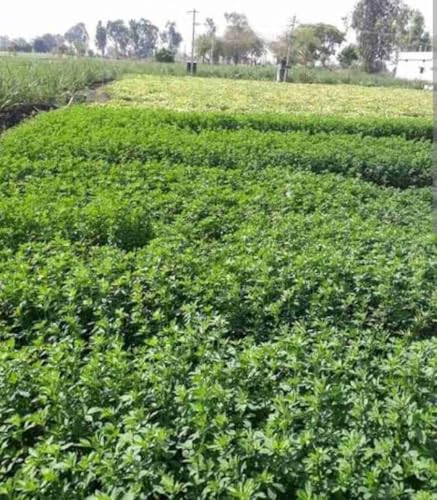 Image of SK Organic Multicut Fodder Grass Seeds, Alfalfa /Lucerne /Kundare Methya /Rajka, 3 Years Variety, High Yield, High Protein (3KG)