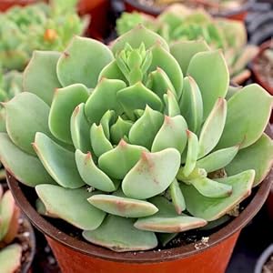 Cetechondra 680681 50 Stück Grüne Echeveria Samen