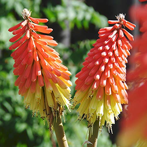 Holland Bulb Farms Red Hot Poker Value Bag