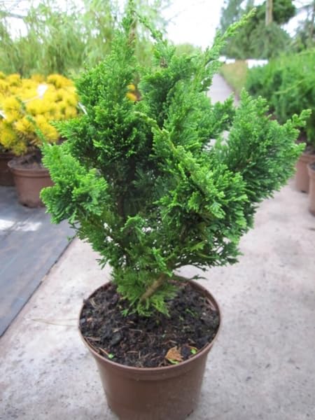 Chamaecyparis lawsoniana Wisselii 20-30 cm - Form der Scheinzypresse