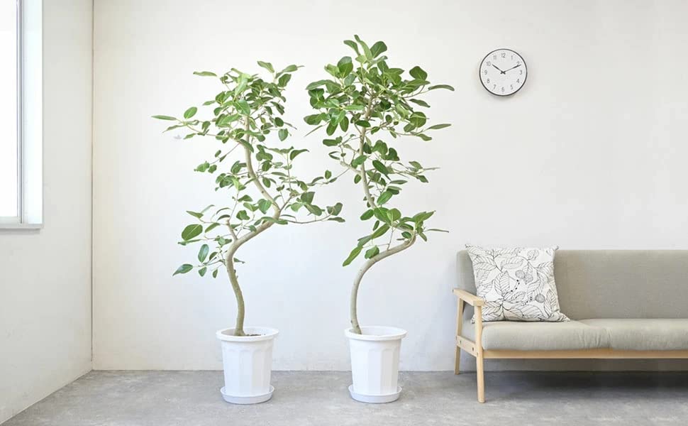 Amazon｜観葉植物 本物 フィカス・ベンガレンシス（ベンガルボダイジュ