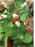 20 Scarlet Runner Bean Mix (Phaseolus Coccineus) Mix of Purple,Red,White Flowers
