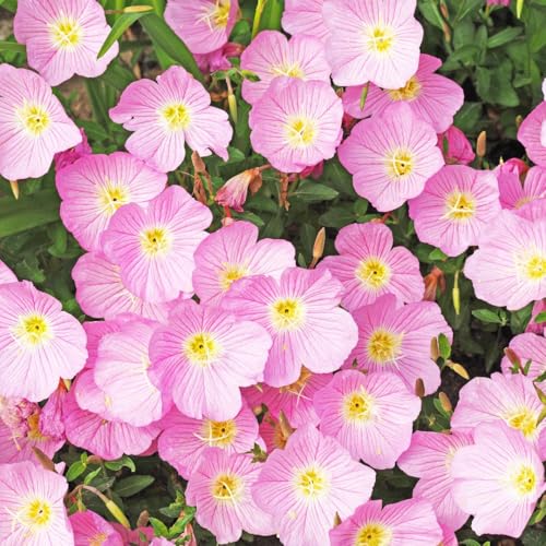 Evening Primrose Pink Petticoats Seeds Hardy Perennial Flower for Sunny Borders Ground Cover & Coastal Gardens Fragrant Pink Blooms Long-Flowering 1 x Packet 100 Seeds by Thompson & Morgan