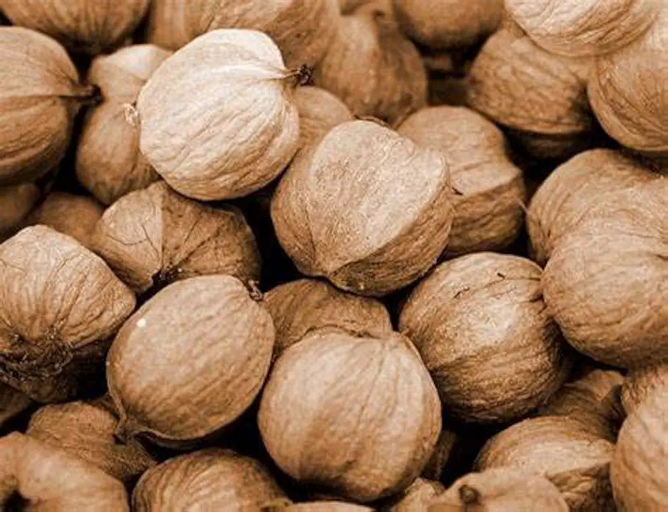 Fresh In-Shell Hickory Nuts — 2 lb Bag