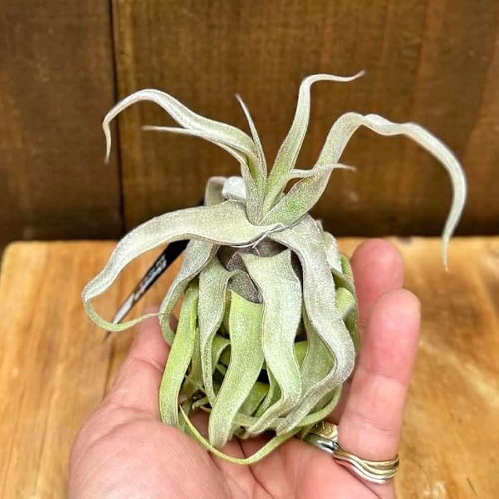 Amazon｜おしゃれ 観葉植物 エアープランツ：チランジア