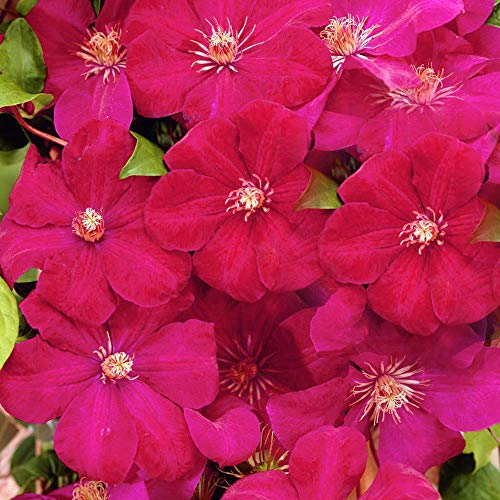 Clematis 'Rouge Cardinal' Hardy Deciduous Climber Plant Garden Shrub | 9cm Pot