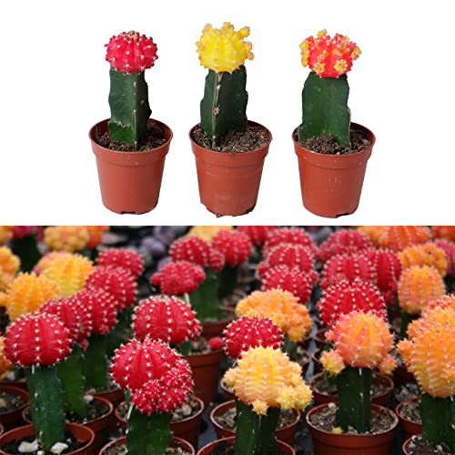 3 x Gymnocalycium mihanovichii in 5.5cm Pots - Colourful Moon Cactus - Indoor Plants Ideal for Beginners