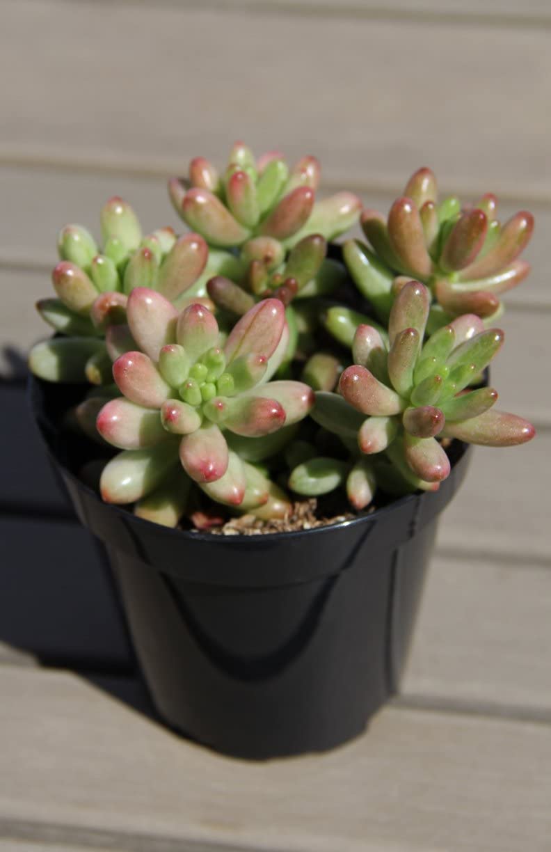 Pedpoudhe Sedum Rubrotinctum Succulent Live Plant With pot | Jelly Bean Plant | Air Purifier Plant | Desk Plant | (B09DYX3Z8M) Amazon Price History, Amazon Price Tracker