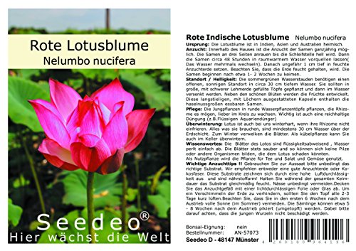 Preisvergleich Produktbild Seedeo® Rote Indische Lotusblume (Nelumbo nucifera) 7 Samen