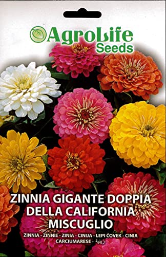  ZINNIA GIGANTE DOPPIA DELLA CALIFORNIA MIX SEMI IN BUSTINA