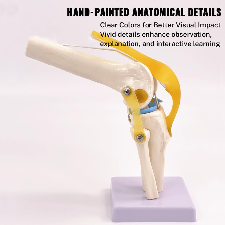 Life-Size Knee Joint Model with Ligaments Flexible Hand-Painted Anatomical Structure for Teaching & Demonstration PVC Material 12 Inches Tall product thumbnail 6