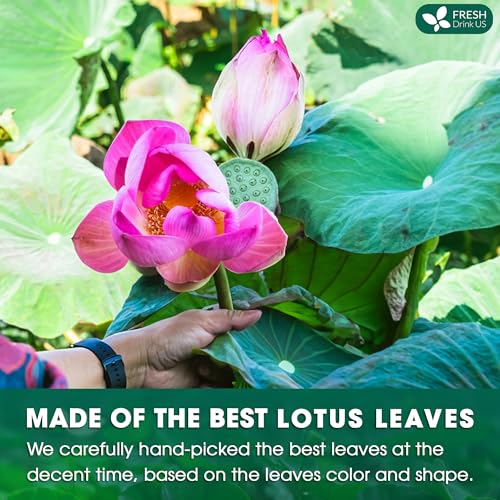 Image of FreshDrinkUS, Premium 75 Lotus Leaf Tea Bags, 100% Natural & Pure from Lotus Leaves. Loose Leaf Lotus Herbal Tea. Made with Eco-Conscious Tea Bags. No Sugar, No Caffeine, No Gluten, Vegan.