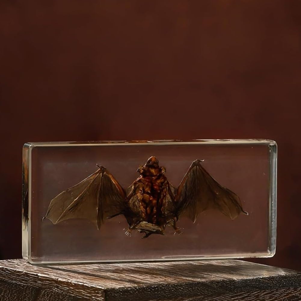 DRXRD Taxidermia de Murciélago Real, Espécimen de Murciélago en Resina Transparente, Adorno Artesanal de Murciélago, para Comprender la Estructura del Cuerpo del Murciélago M