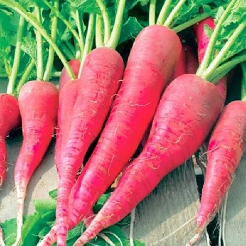 GARDENIFY INDIA RADISH RED LONG VEGETABLE SEEDS (100 SEEDS/PACKET) (B094JPK2H4) Amazon Price History, Amazon Price Tracker