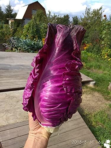 Miniatura 3 de Vegetal gigante sin OMG de col Kalibos roja para plantar